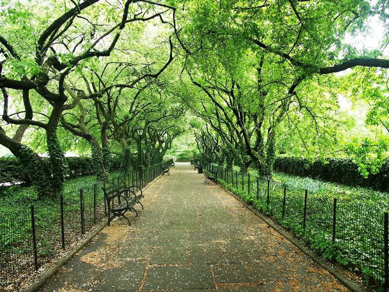 Tree-lined Park Path — Green, Serene, Afternoon, Photograph