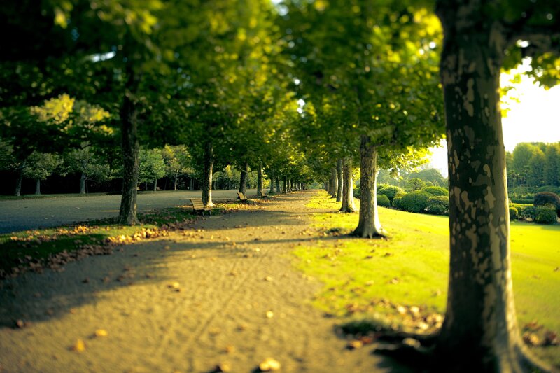 Tree-lined Park Path — Green, Serene, Afternoon, Photograph, Trees, Bench, Grass