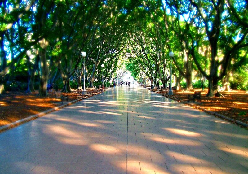 Tree-lined Park Path — Green, Serene, Afternoon, Photograph, Trees, Benches, Streetlights