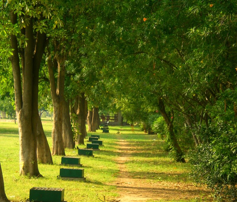 Tree-lined Park Path — Green, Serene, Afternoon, Photograph, Trees, Benches
