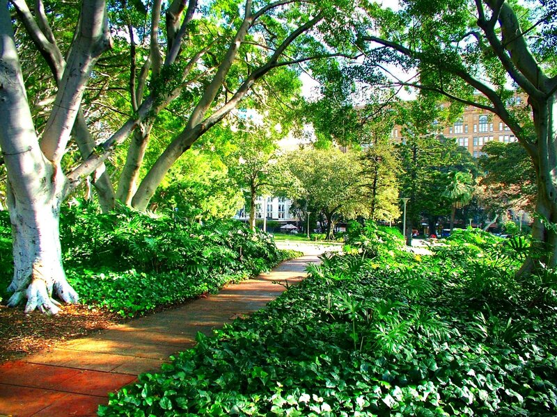 Tree-lined Park Path — Green, Serene, Afternoon, Photograph, Trees, Buildings