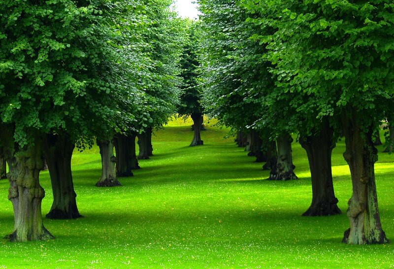 Tree-lined Park Path — Green, Serene, Afternoon, Photograph, Trees, Grass, Shadows