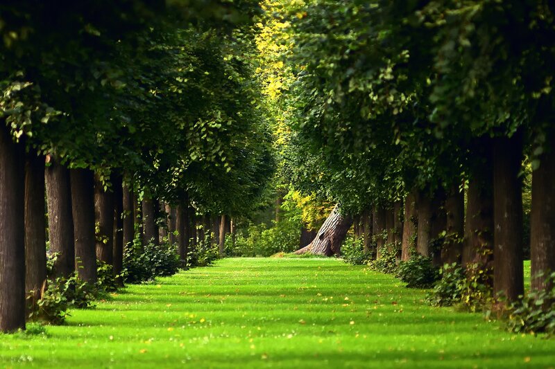 Tree-lined Park Path — Green, Serene, Afternoon, Photograph, Trees, Grass, Sunlight