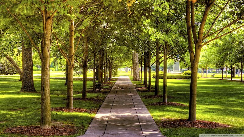 Tree-lined Park Path — Green, Serene, Afternoon, Photograph, Trees, Grass