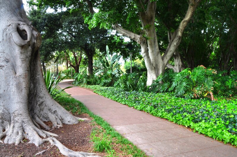 Tree-lined Park Path — Green, Serene, Afternoon, Photograph, Trees, Plants