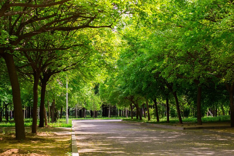 Tree-lined Park Path — Green, Serene, Afternoon, Photograph, Trees, Sunlight