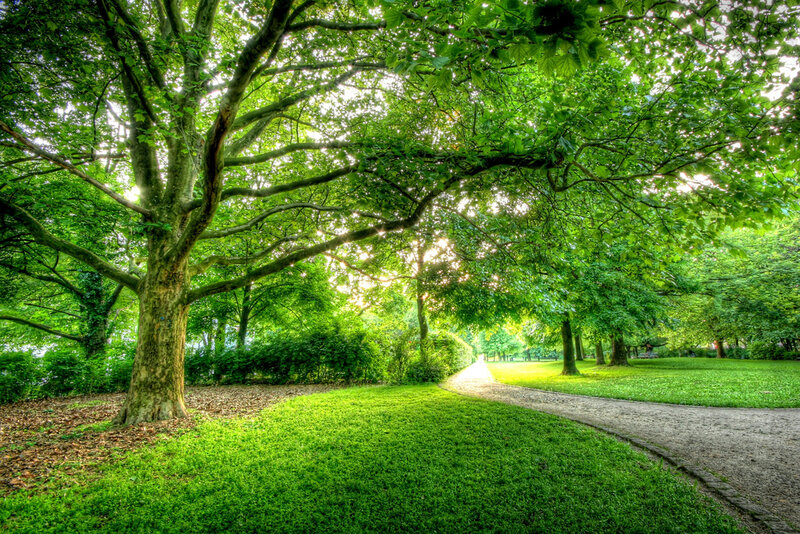 Tree-lined Park Path — Green, Serene, Afternoon, Photograph, Trees
