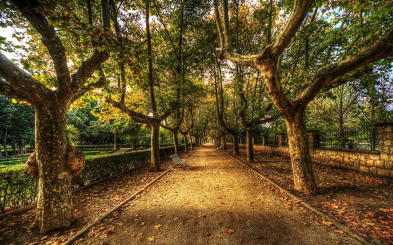 Tree-lined Park Path — Green, Serene, Autumn, Photograph, Bench, Hedge