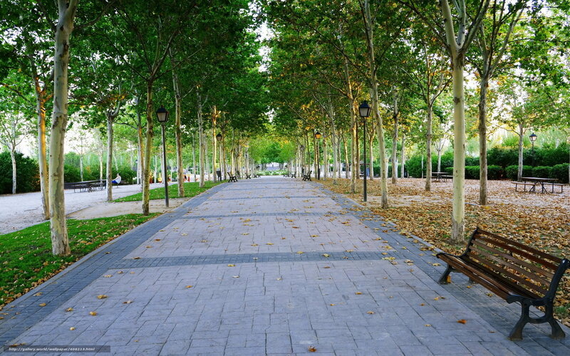 Tree-lined Park Path — Green, Serene, Autumn, Photograph, Bench, Lamp Post