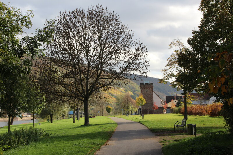 Tree-lined Park Path — Green, Serene, Autumn, Photograph, Bench