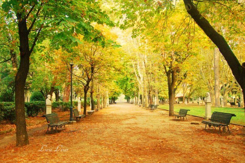 Tree-lined Park Path — Green, Serene, Autumn, Photograph