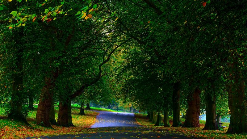 Tree-lined Park Path — Green, Serene, Autumn, Photograph, Trees, Fallen Leaves