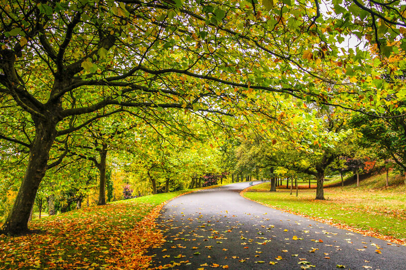 Tree-lined Park Path — Green, Serene, Autumn, Photograph, Trees