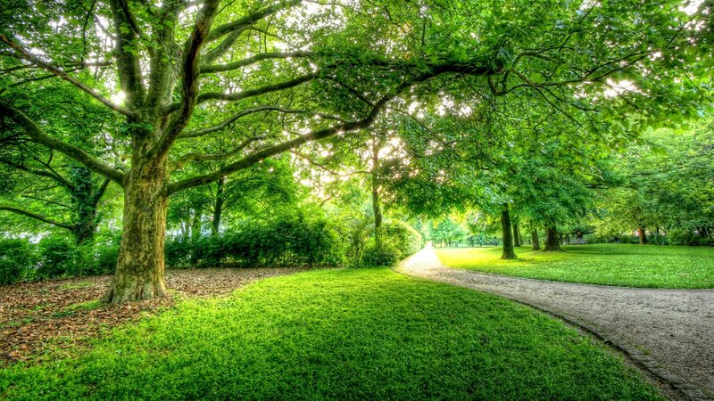 Tree-lined Park Path — Green, Serene, Morning
