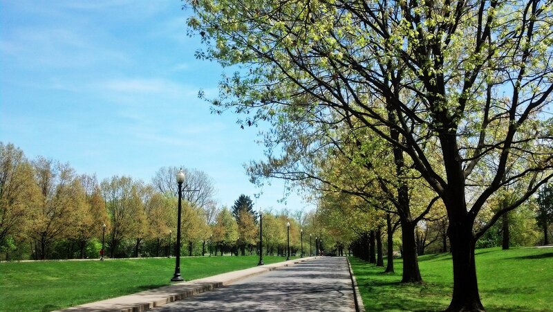 Tree-lined Park Path — Green, Serene, Spring, Photograph