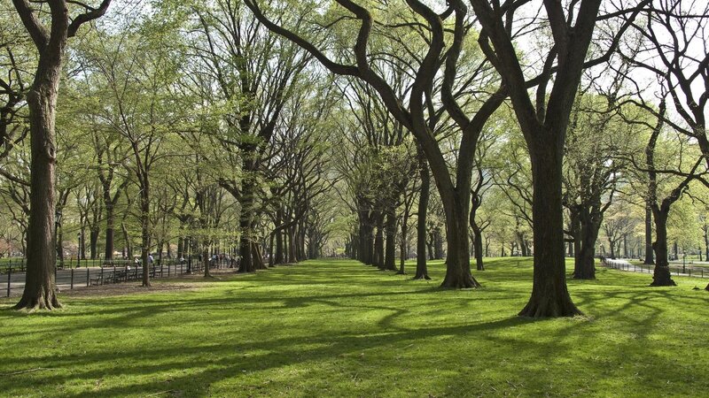 Tree-lined Park Path — Green, Serene, Spring, Photograph, Trees