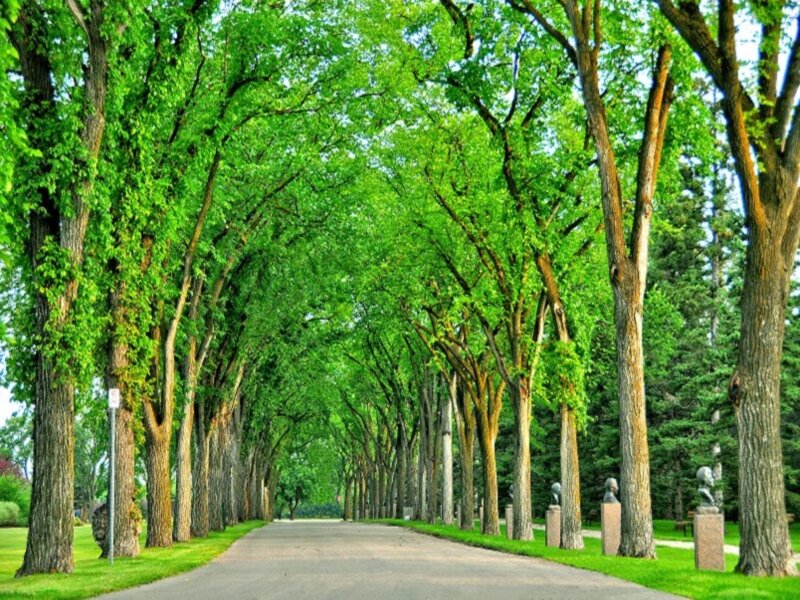 Tree-lined Park Path — Green, Serene, Summer, Photograph