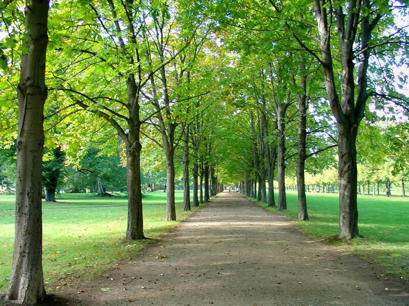 Tree-lined Park Path — Green, Serene, Summer