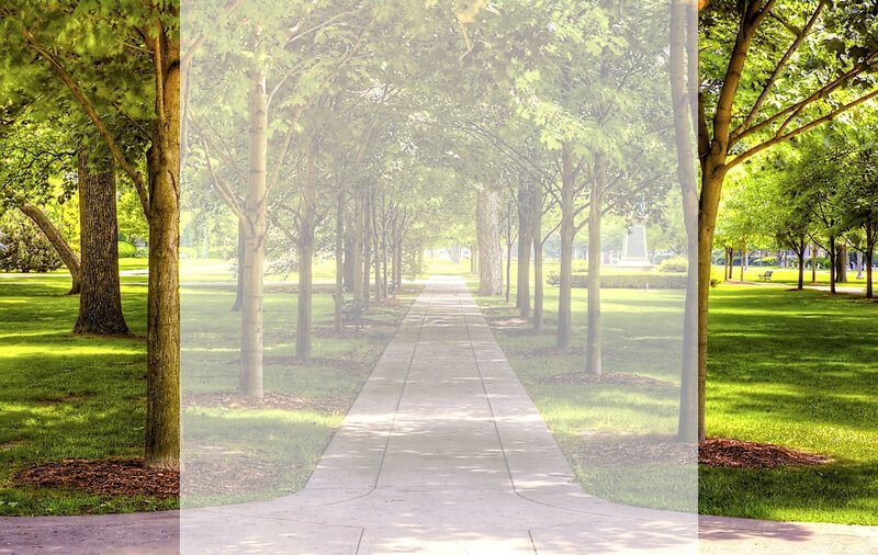 Tree-lined Park Path — Green, Serene