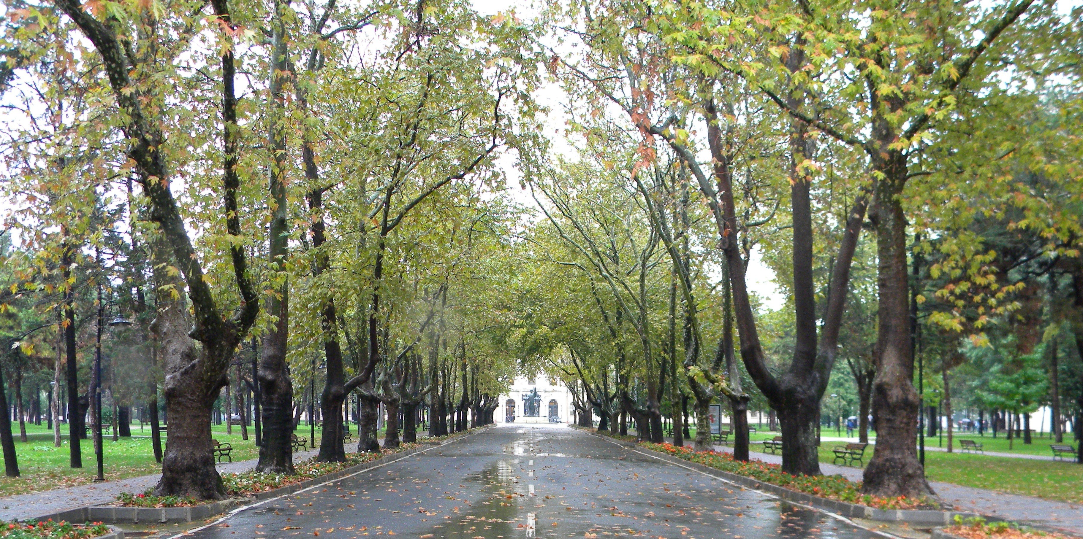 Tree-lined park path on a rainy day