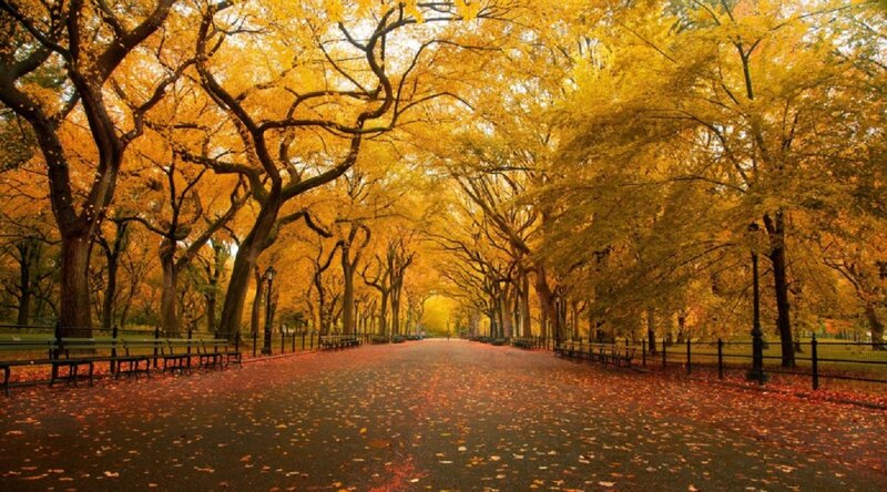 Tree-lined Park Path — Yellow, Serene, Autumn