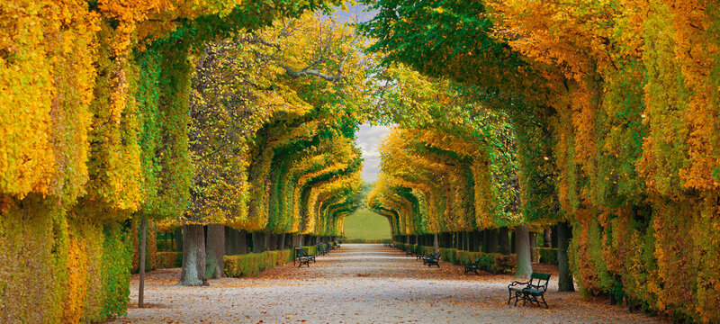 Tree-lined Park Path — Yellow, Serene