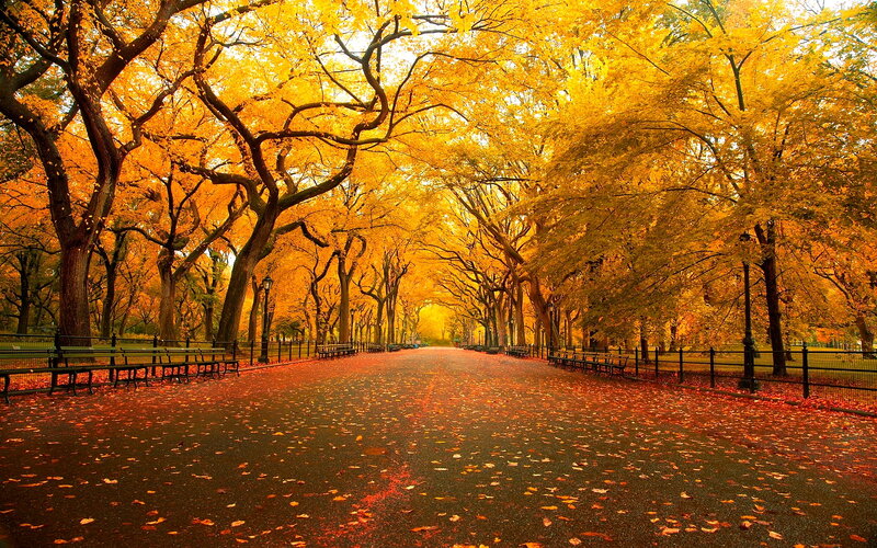 Tree-lined Park Path — Yellow
