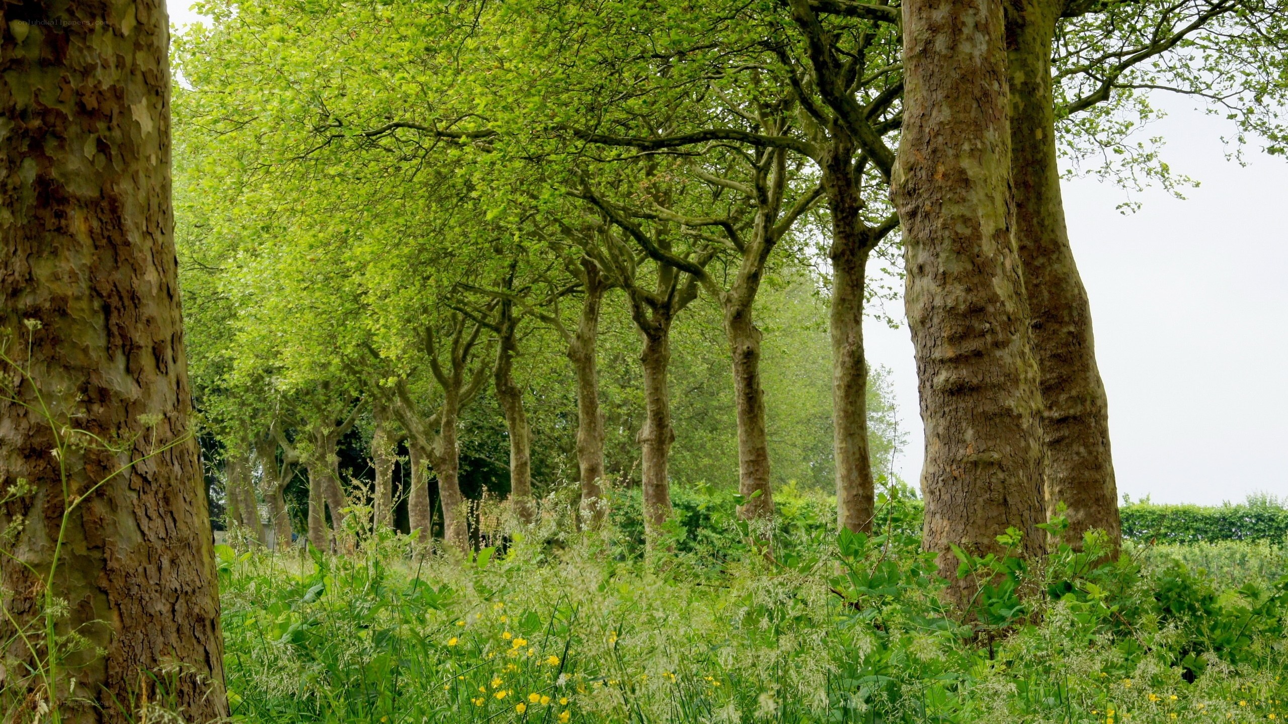 Tree-lined park path