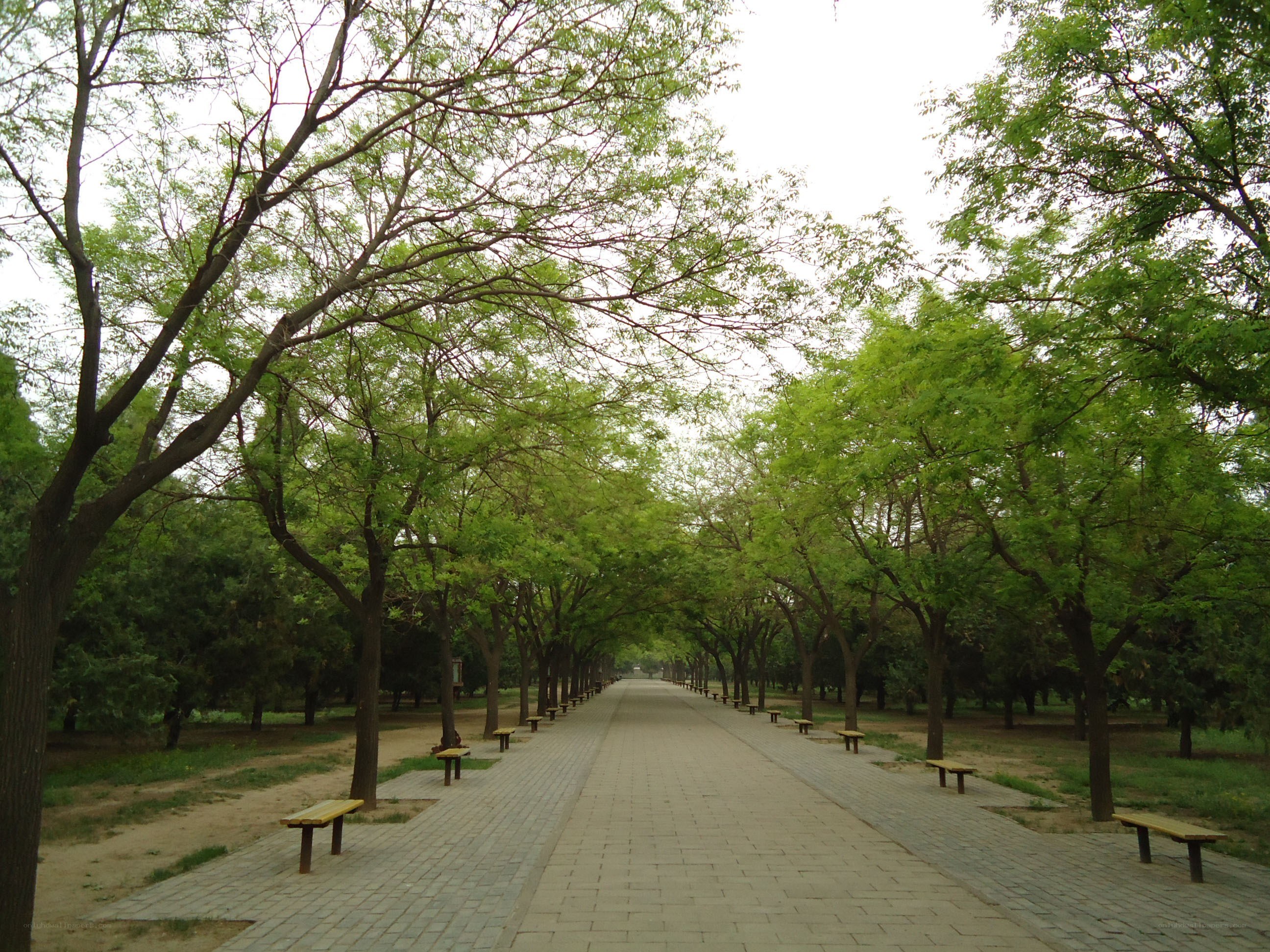 Tree-lined park pathway