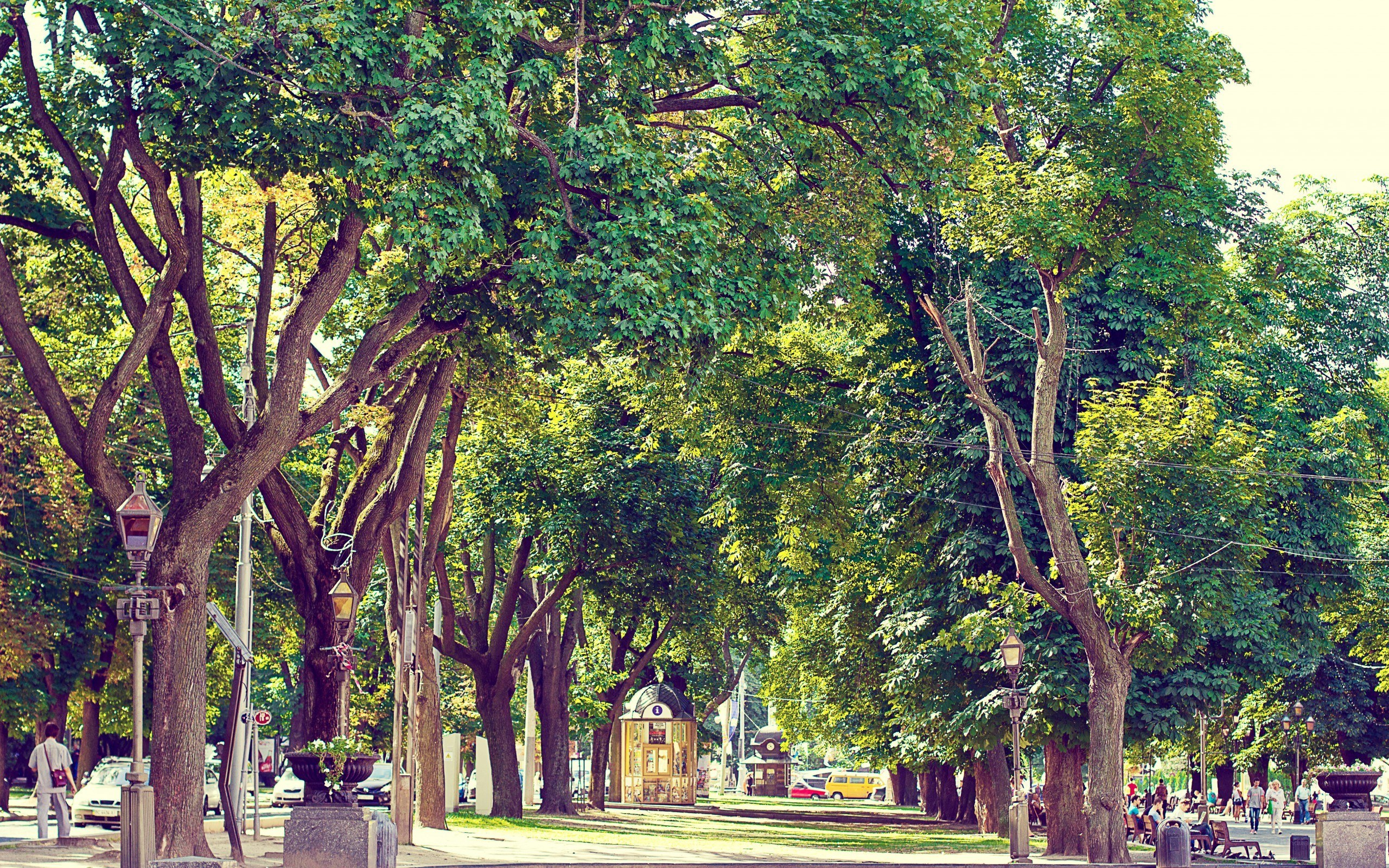 Tree-lined park pathway