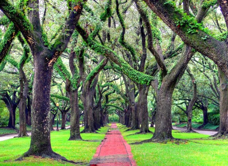 tree-lined park pathway