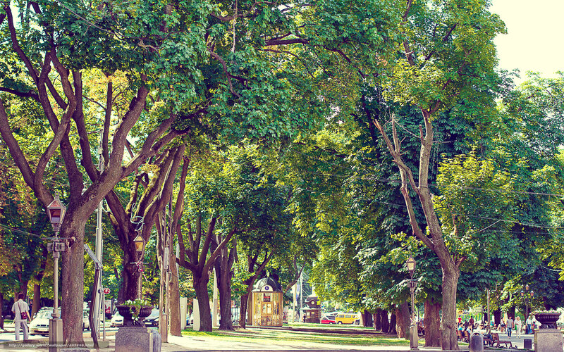 Tree-lined park pathway