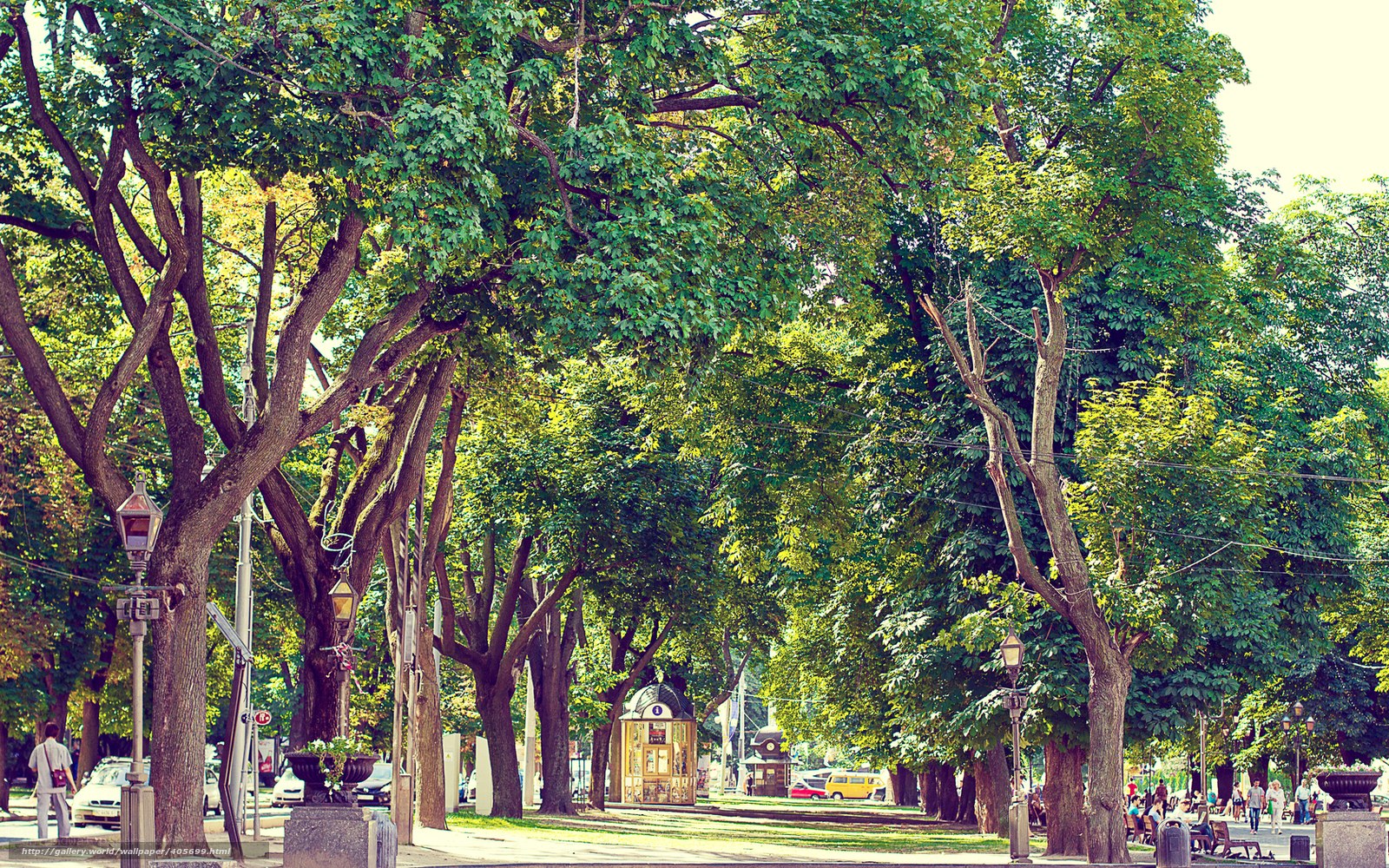 Tree-lined park pathway