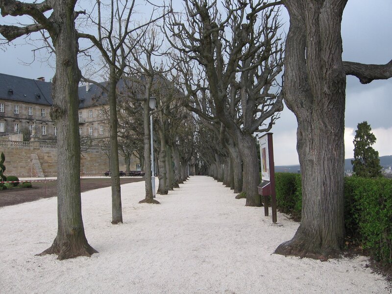 Tree-lined path at a historic estate