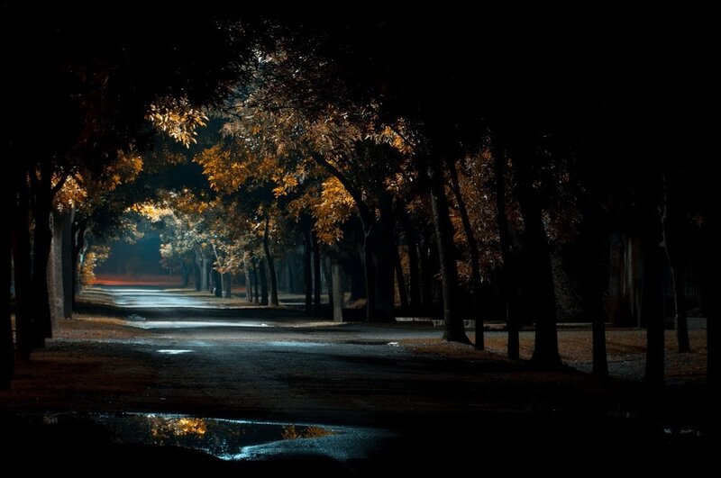 Tree-lined Path at Night — Black, Dark