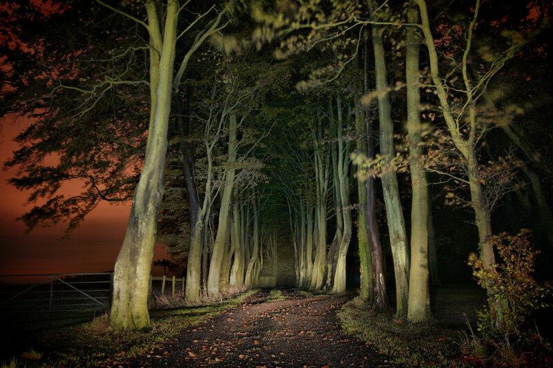 Tree-lined Path at Night — Black, Dramatic