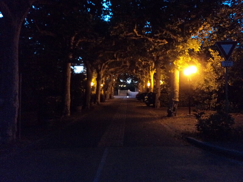 Tree-lined Path at Night — Black