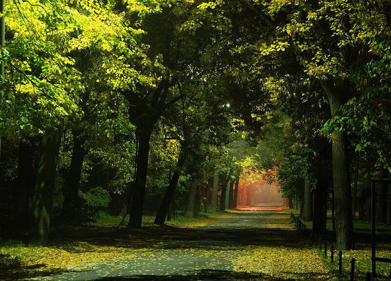 Tree-lined Path at Night