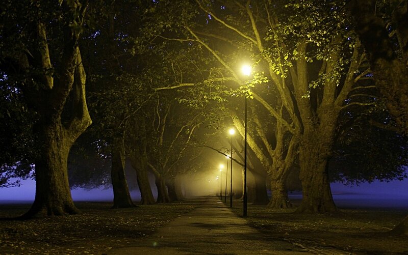 Tree-lined Path at Night — Yellow