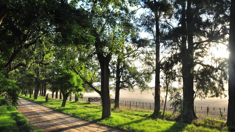 Tree-lined path at sunrise