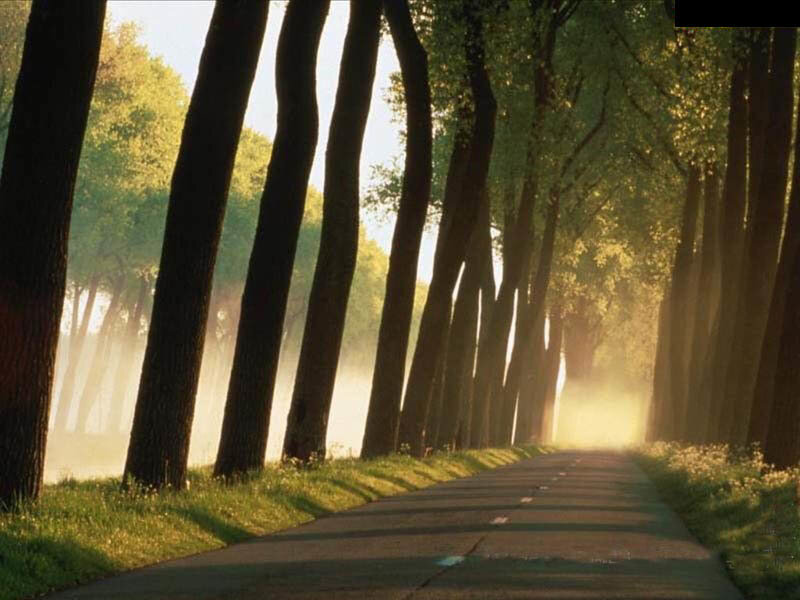 tree-lined path at sunrise