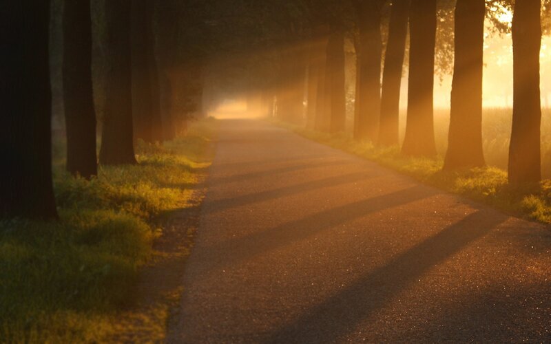 Tree-lined Path at Sunrise — Gold, Serene