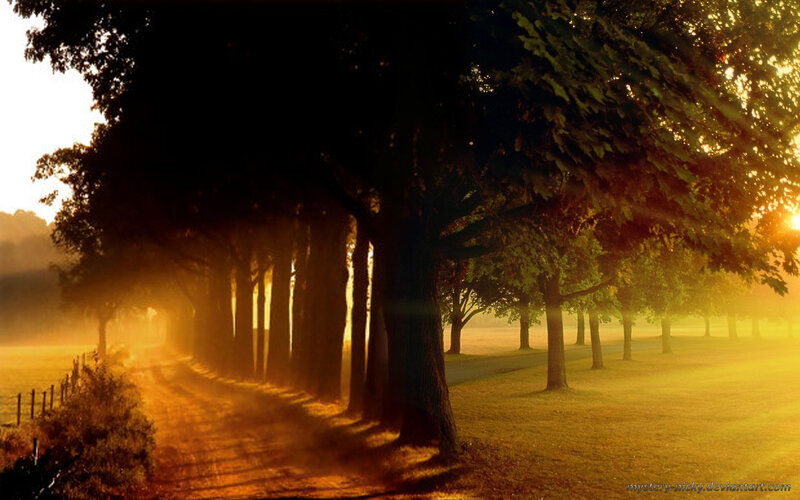 Tree-lined Path at Sunrise — Gold
