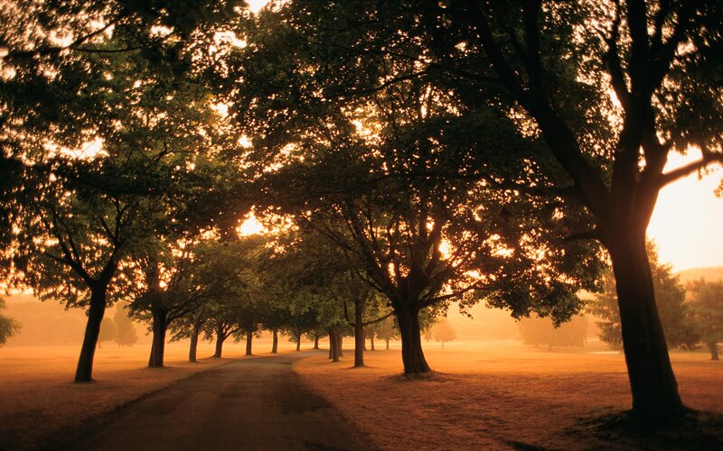 Tree-lined Path at Sunrise — Orange, Serene