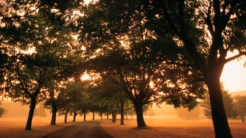 Tree-lined Path at Sunrise — Orange