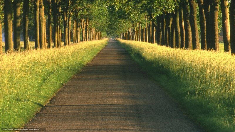 Tree-lined path at sunrise