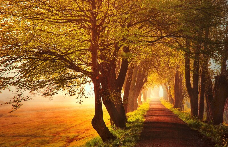 Tree-lined Path at Sunrise — Yellow, Serene