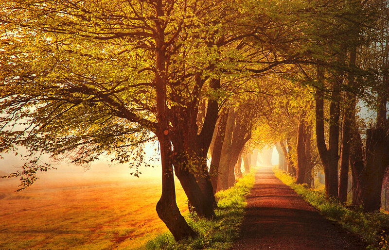 Tree-lined Path at Sunrise — Yellow