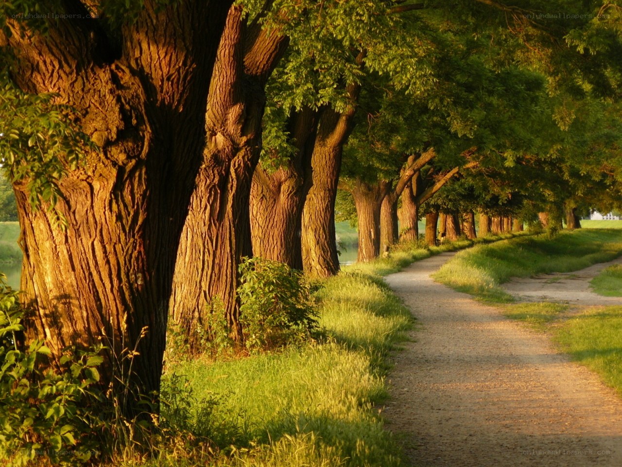 Tree-lined path at sunset