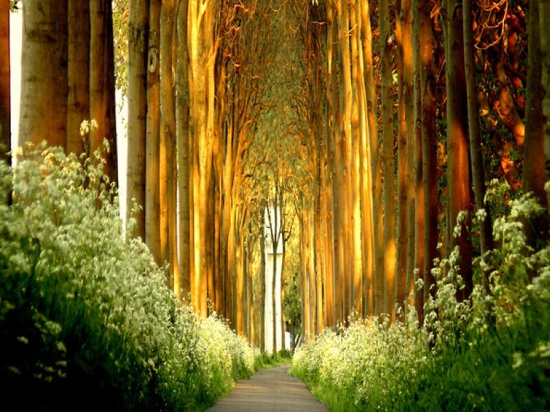 tree-lined path at sunset